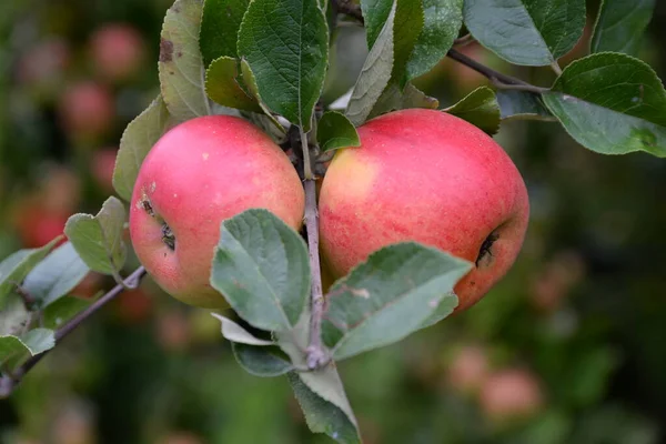 Äpple Äppelträd Träd Kvist Gren Röd Frukt Jordbruk Mat Äpplen — Stockfoto
