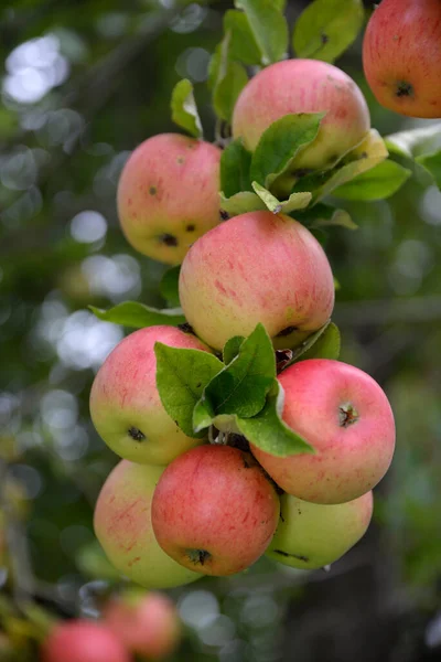 Alma Almafa Piros Gyümölcs Mezőgazdaság Élelmiszer Alma Élelmiszer Élelmiszer Élelmiszer — Stock Fotó
