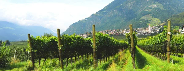 Winnica Pobliżu Partschins Południowym Tyrolu Podnóża Texel Group — Zdjęcie stockowe