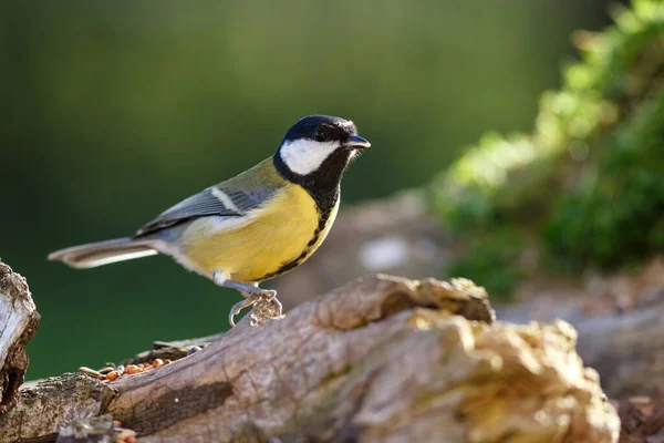 Велика Цицька Parus Major — стокове фото