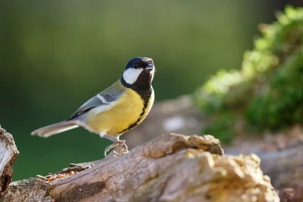 Great Tit Parus Major Forest — Fotografia de Stock