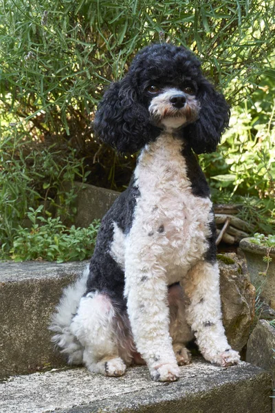 Reinrassiger Pudelhund Lockiger Hund — Stockfoto