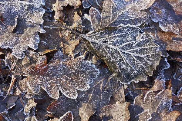 Mûrs Sur Les Feuilles — Photo