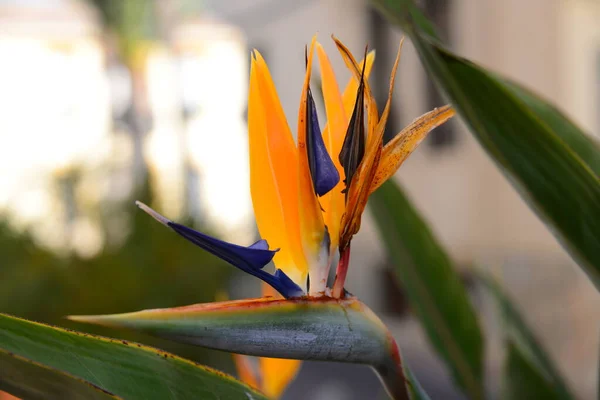 熱帯オレンジ色の花 楽園の花の鳥 — ストック写真