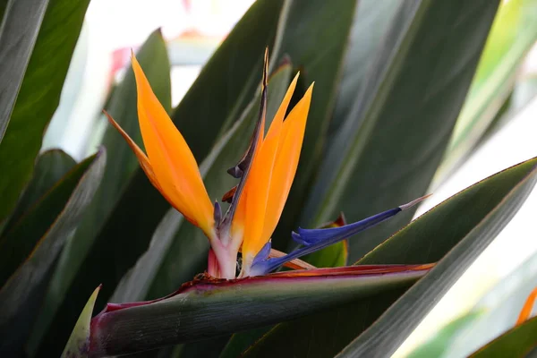 熱帯オレンジ色の花 楽園の花の鳥 — ストック写真