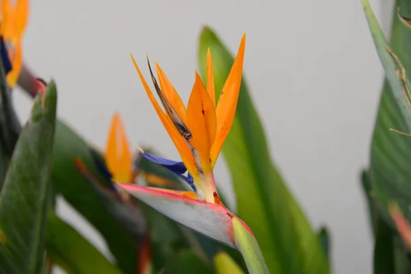 Kwiat Tropikalnej Pomarańczy Strelizie Kwiat Rajskiego Ptaka — Zdjęcie stockowe