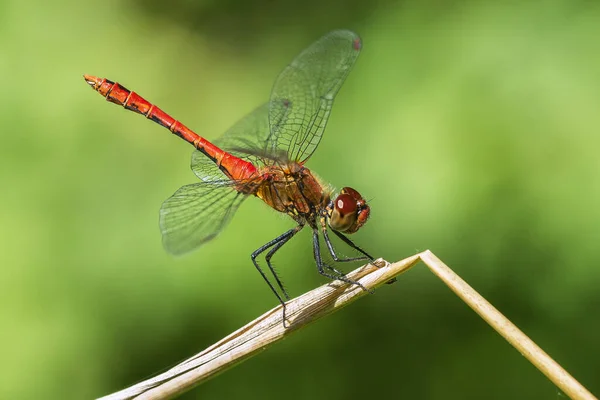 血红色的石南蜻蜓 — 图库照片