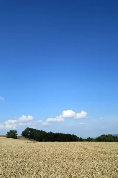 Summer Landscape Wheat Field — Stock Photo, Image