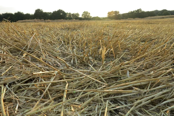 Поле Пшеницы Сельской Местности — стоковое фото