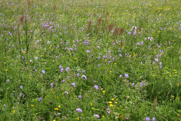 Schöne Blumen Blumiges Konzept Hintergrund — Stockfoto