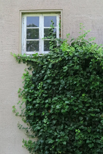 有常春藤和窗户的房子墙壁 — 图库照片