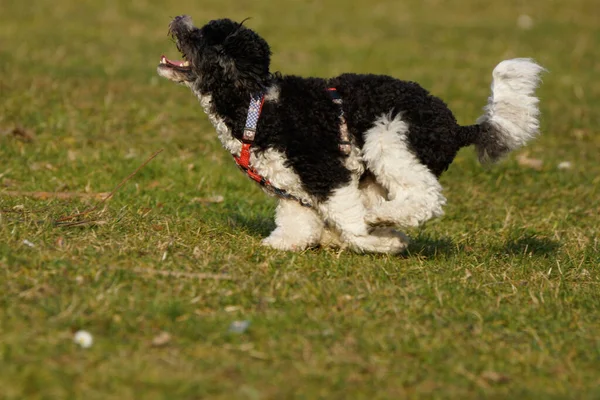 Poodle Arlequim Ação — Fotografia de Stock