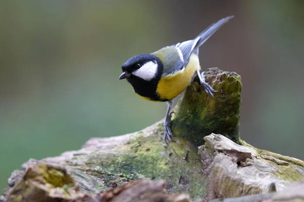 Toll Auf Einem Stumpf — Stockfoto