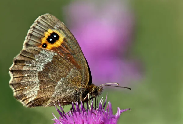 Macro Registrazione Grigio Legante Mohrenfalter Erebia Aethiops — Foto Stock