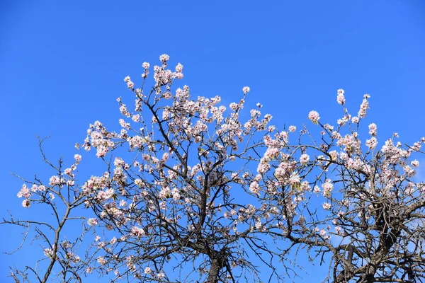 Almond Blossom Spain — Stock Photo, Image