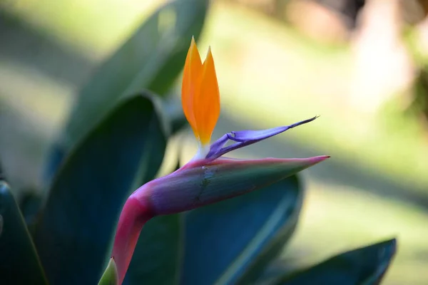 Tropikal Portakal Çiçeği Cennet Kuşu — Stok fotoğraf