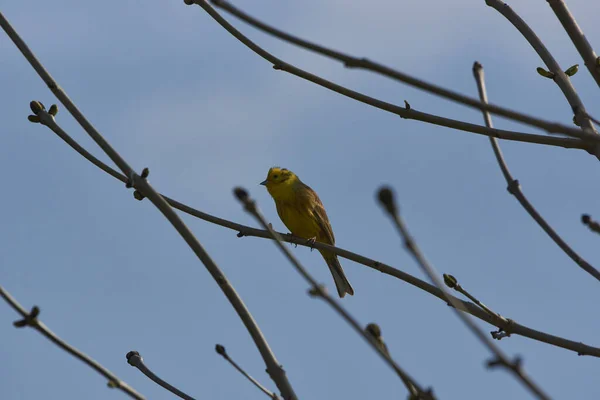 Canto Yellowhammer Uccello Innatura — Foto Stock