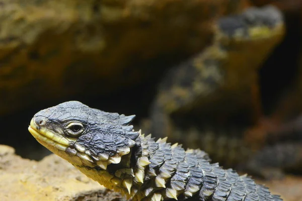 Lucertola Animale Rettile Tropicale — Foto Stock