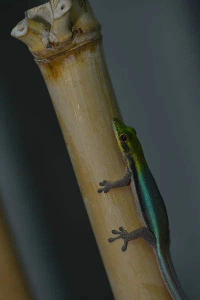 Enano Gecko Sienta Tronco Bambú — Foto de Stock