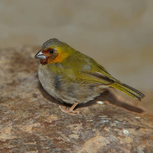 Robin Bird Yakın — Stok fotoğraf