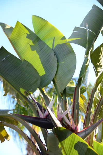 Portocaliu Tropical Strelitzia Floare — Fotografie, imagine de stoc