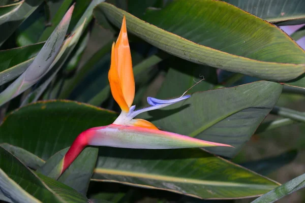 Flor Estrelitzia Tropical Alaranjada — Fotografia de Stock