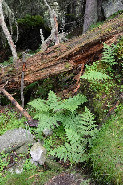 線虫シダ 山の森 — ストック写真