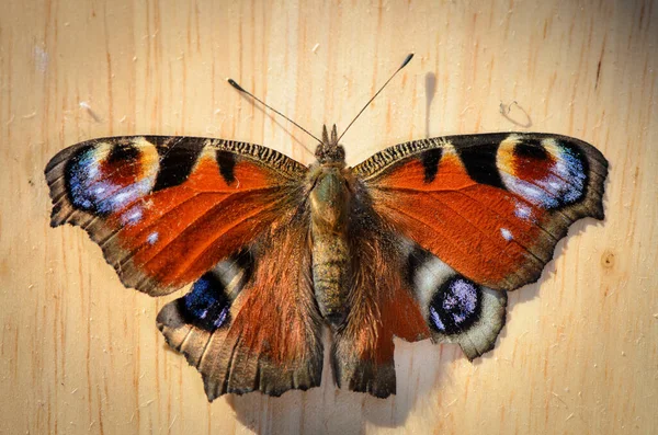 Schmetterling Pfauenauge Auf Holz Der Draufsicht — Stockfoto
