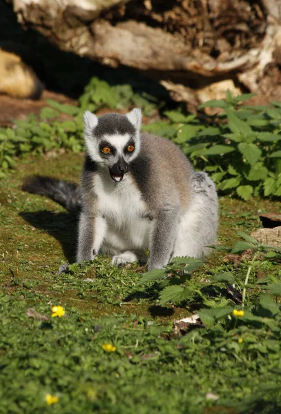 Ring Tailed Lemur Animal Flora Fauna — Stock Photo, Image