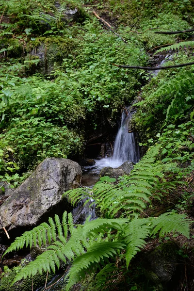 Wodospad Mały Kaskada Potok Górski Potok Las Podłoga Leśna Natura — Zdjęcie stockowe