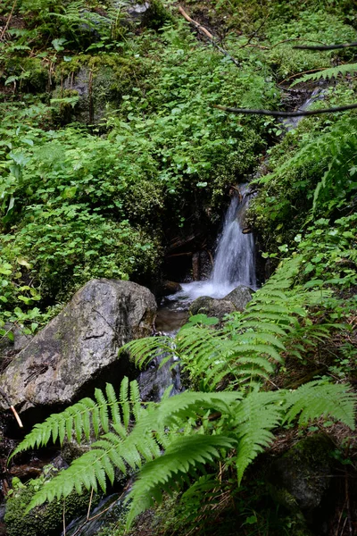 Wasserfall Klein Kaskade Bach Gebirgsbach Wald Waldboden Natur Landschaft Bach — Stockfoto