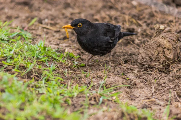 Pássaro Negro Chão Busca Alimentos — Fotografia de Stock