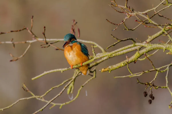 Closeup View Kingfisher Bird Wild Life — Stock Photo, Image