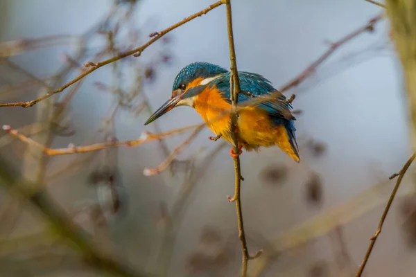 Vista Close Pássaro Kingfisher Vida Selvagem — Fotografia de Stock