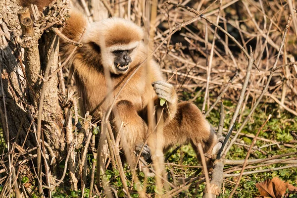 Gibbon Mains Blanches Gros Plan Primate Famille Gibbons — Photo