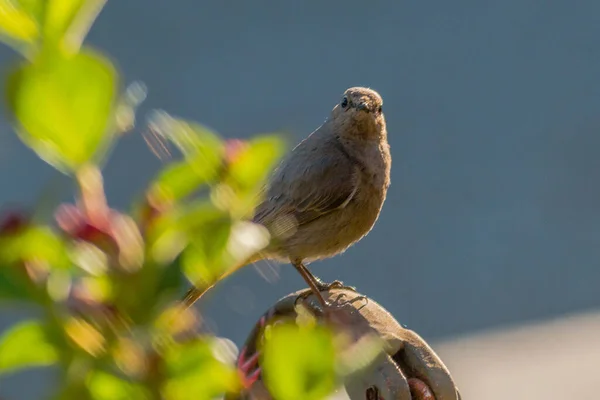 Parkta Bir Yırtıcı Kuş — Stok fotoğraf