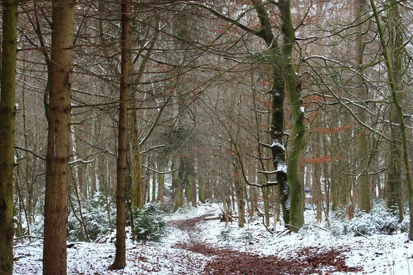 公園内の冬の森 — ストック写真