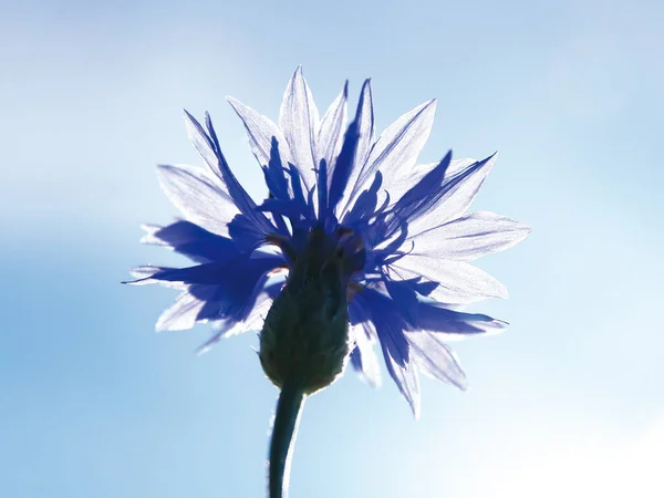 Cornflower Blue Sky Background — Stock Photo, Image