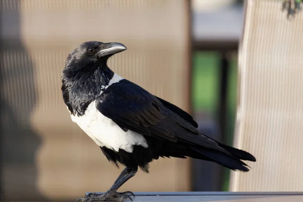 Ein Raubvogel Der Stadt — Stockfoto