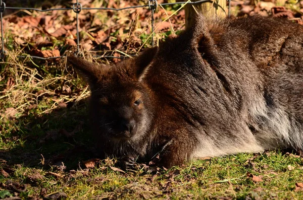 Ours Brun Dans Forêt — Photo