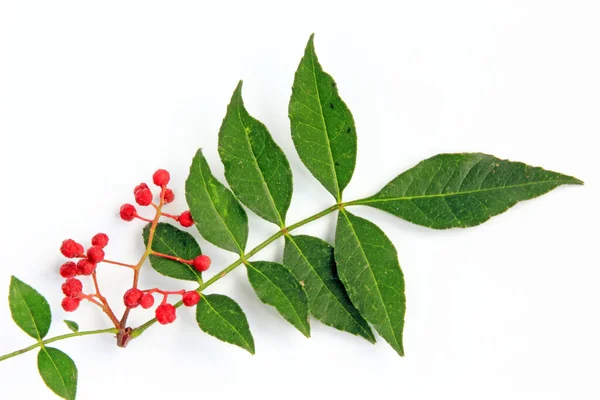 Szechuan Pepper Zanthoxylum Piperitum Fruits Exposed White Background — Stock Photo, Image