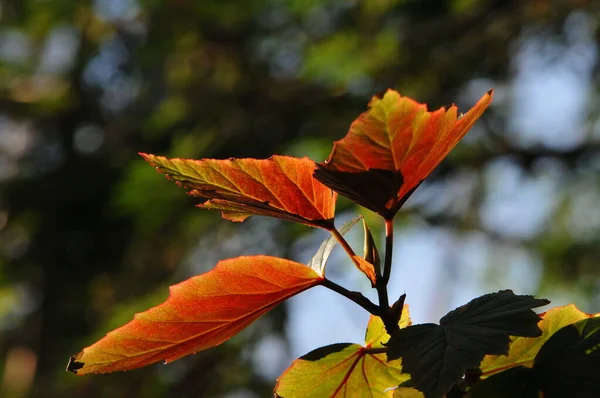 Naturlig Flora Bladverk Och Botanik — Stockfoto