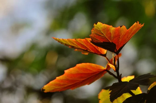 Natural Flora Foliage Botany — Stock Photo, Image