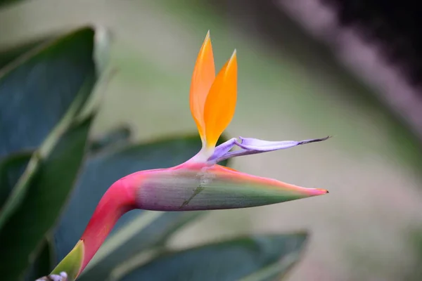 Strelicia Spanya Çiçek Açtı — Stok fotoğraf