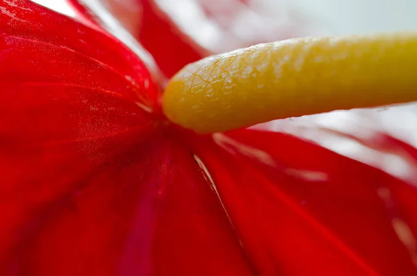Anthurium Fleur Tropicale Flore — Photo