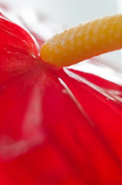 Anthurium Fleur Tropicale Flore — Photo