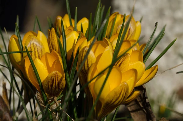 Schöne Botanische Aufnahme Natürliche Tapete — Stockfoto