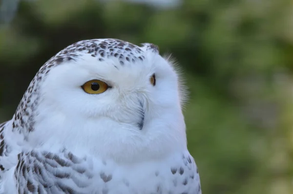 Snow Owl Bubo Scandiacus — Stock Photo, Image