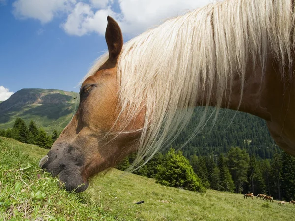 Bočně Orientovaný Pohled Travnatého Koně Haflinger Před Vysokohorskou Krajinou Modrou — Stock fotografie