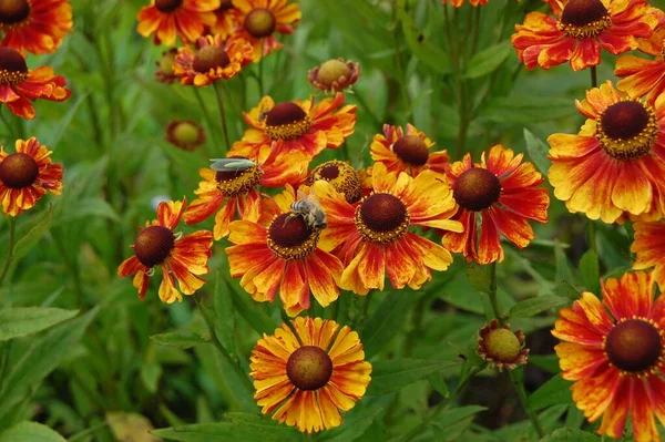 Helenium Adios Sun Bride — Stock Photo, Image